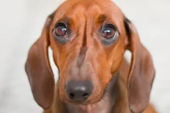 I cani piccoli col naso lungo vivono di più